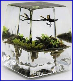 FASCINATING Paul STANKARD Dragonfly Art Glass PAPERWEIGHT Block Root Spirits